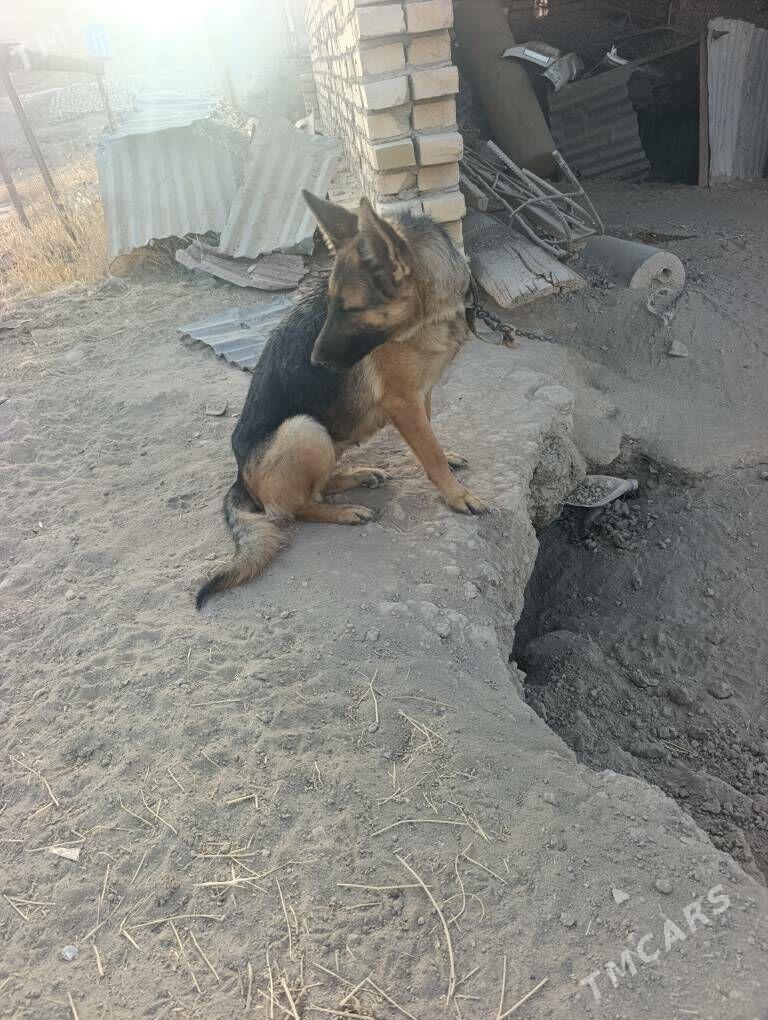 Awçarka - Halaç - img 2