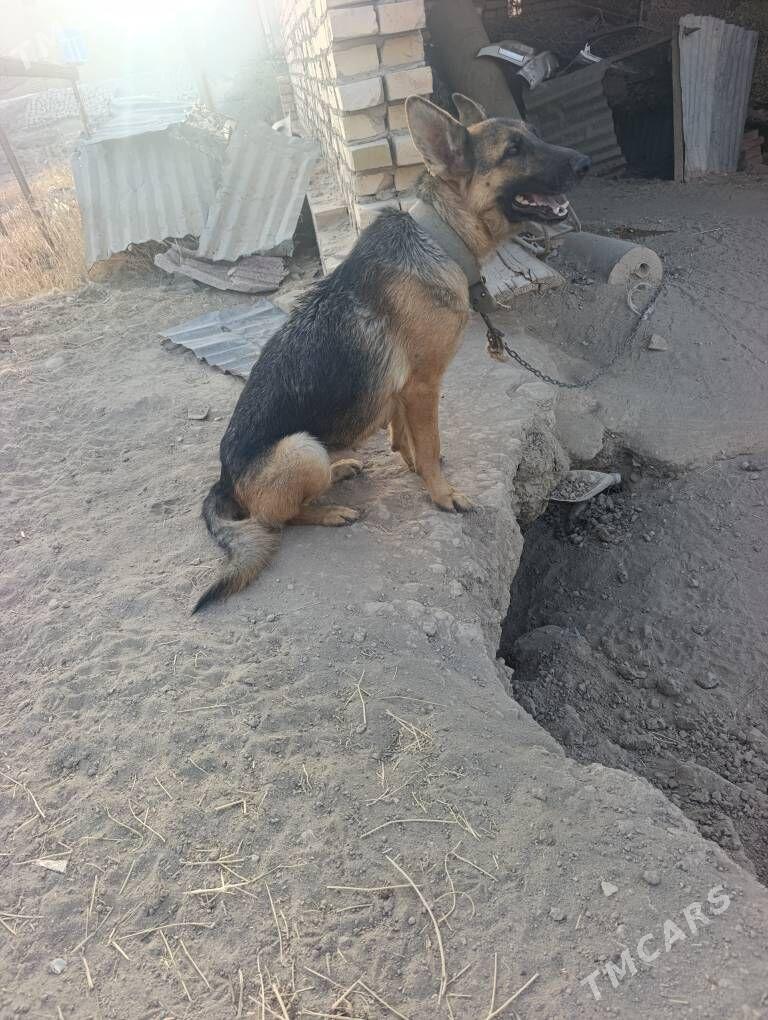 Awçarka - Halaç - img 5