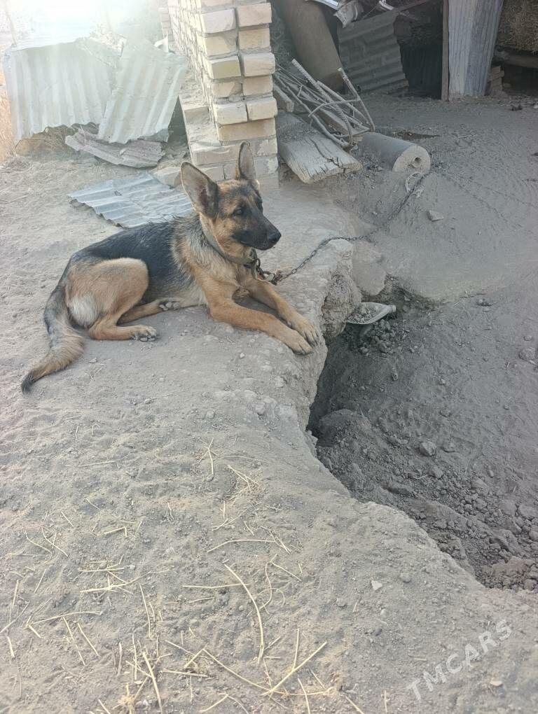 Awçarka - Halaç - img 6