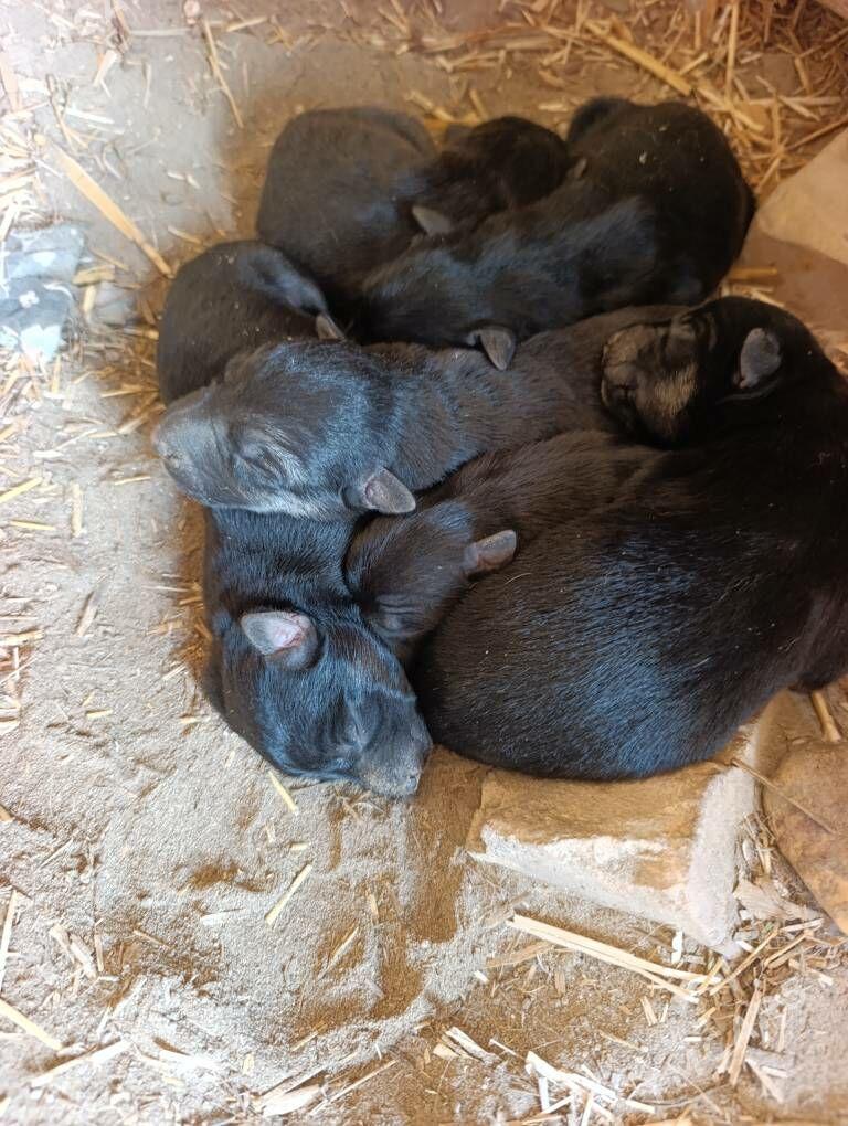 Awçarka - Halaç - img 4