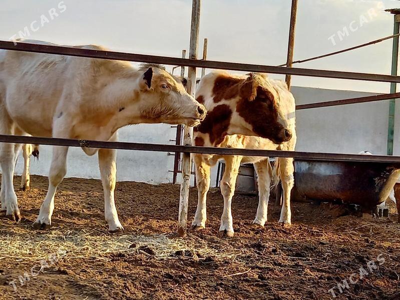 KANATGA ÖKÜZ WE BOGAZ TÜWELER - Gökdepe - img 1