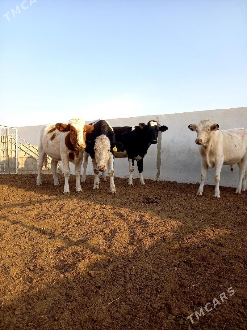 KANATGA ÖKÜZ WE BOGAZ TÜWELER - Гёкдепе - img 2