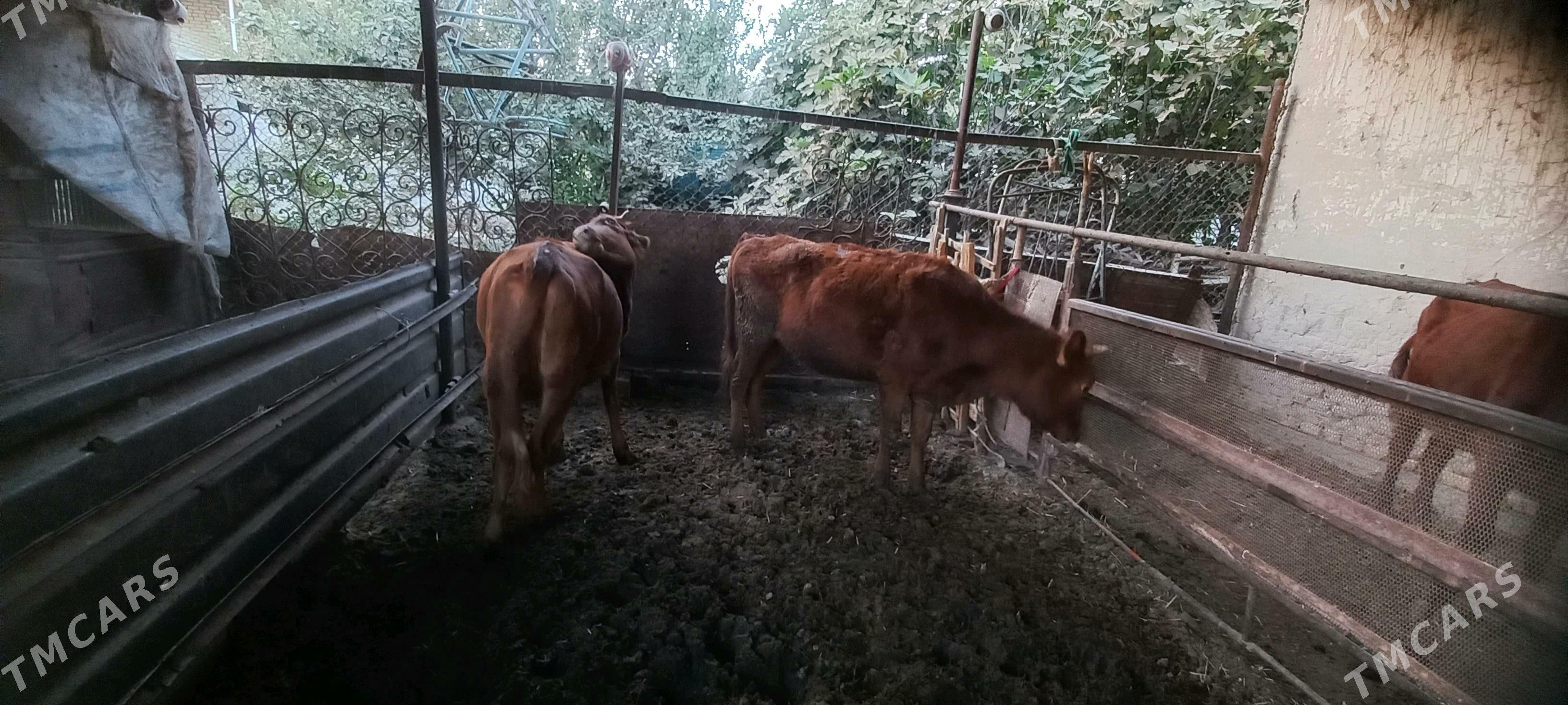 gulajyn baky - Mary - img 1