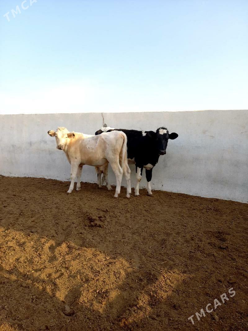 KANATGA ÖKÜZ WE BOGAZ TÜWELER - Гёкдепе - img 5