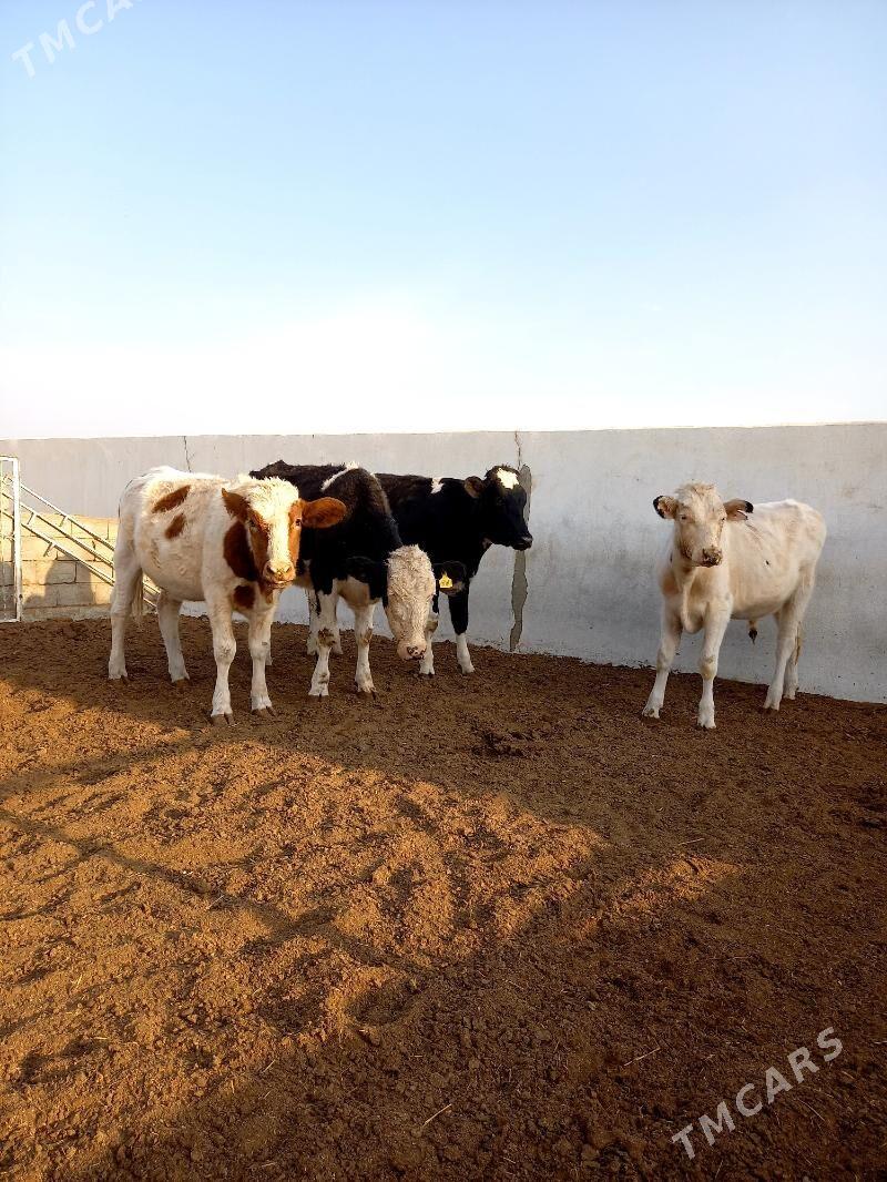 KANATGA ÖKÜZ WE BOGAZ TÜWELER - Гёкдепе - img 4