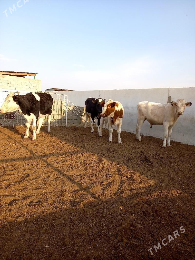 KANATGA ÖKÜZ WE BOGAZ TÜWELER - Гёкдепе - img 3