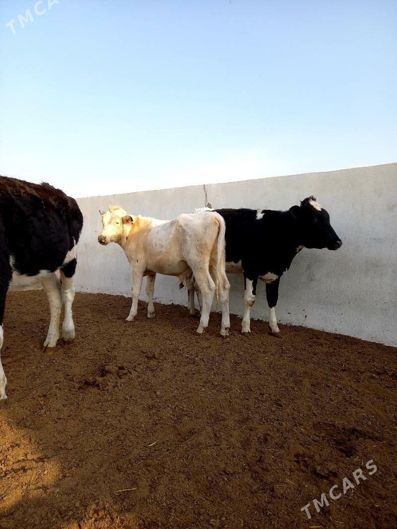 KANATGA ÖKÜZ WE BOGAZ TÜWELER - Гёкдепе - img 7