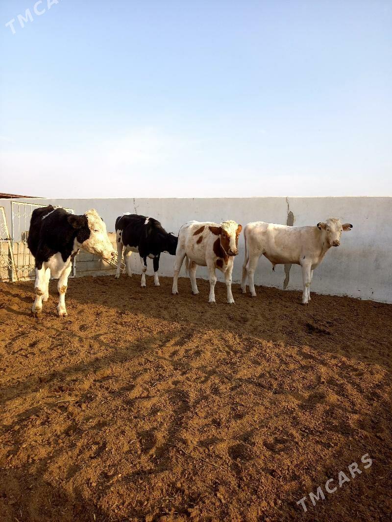 KANATGA ÖKÜZ WE BOGAZ TÜWELER - Гёкдепе - img 6