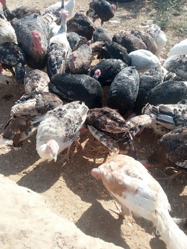 Induklar 6 aylyklaram Ulylaram - Kerki - img 1