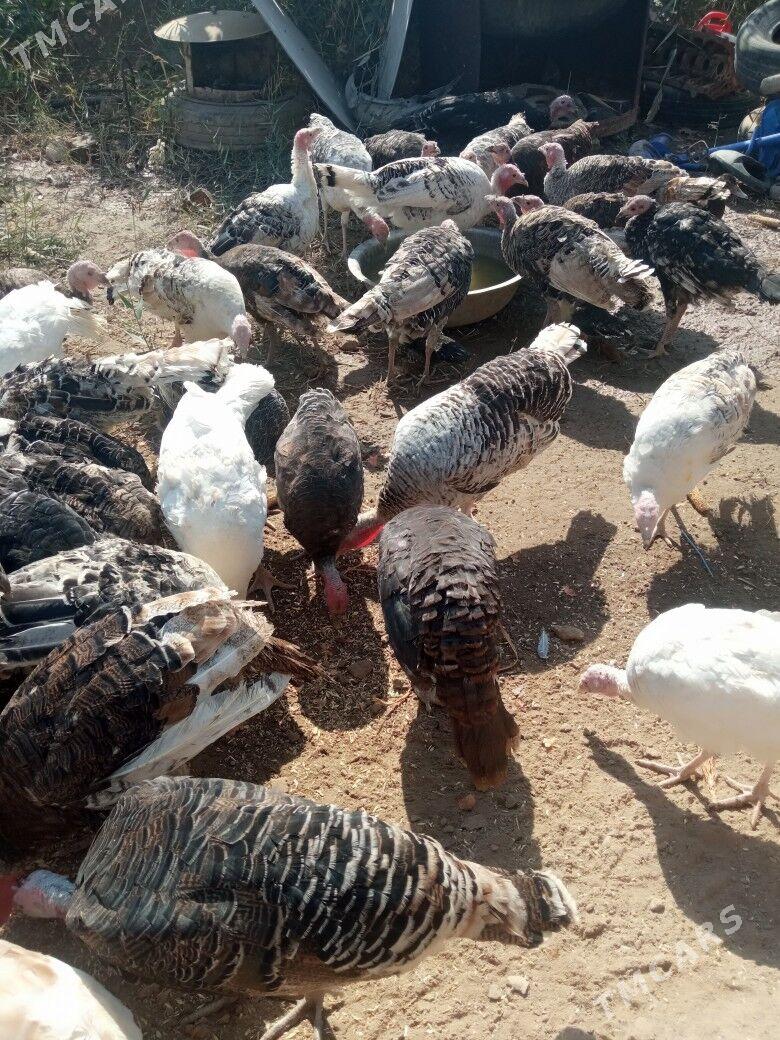 Induklar 6 aylyklaram Ulylaram - Kerki - img 2