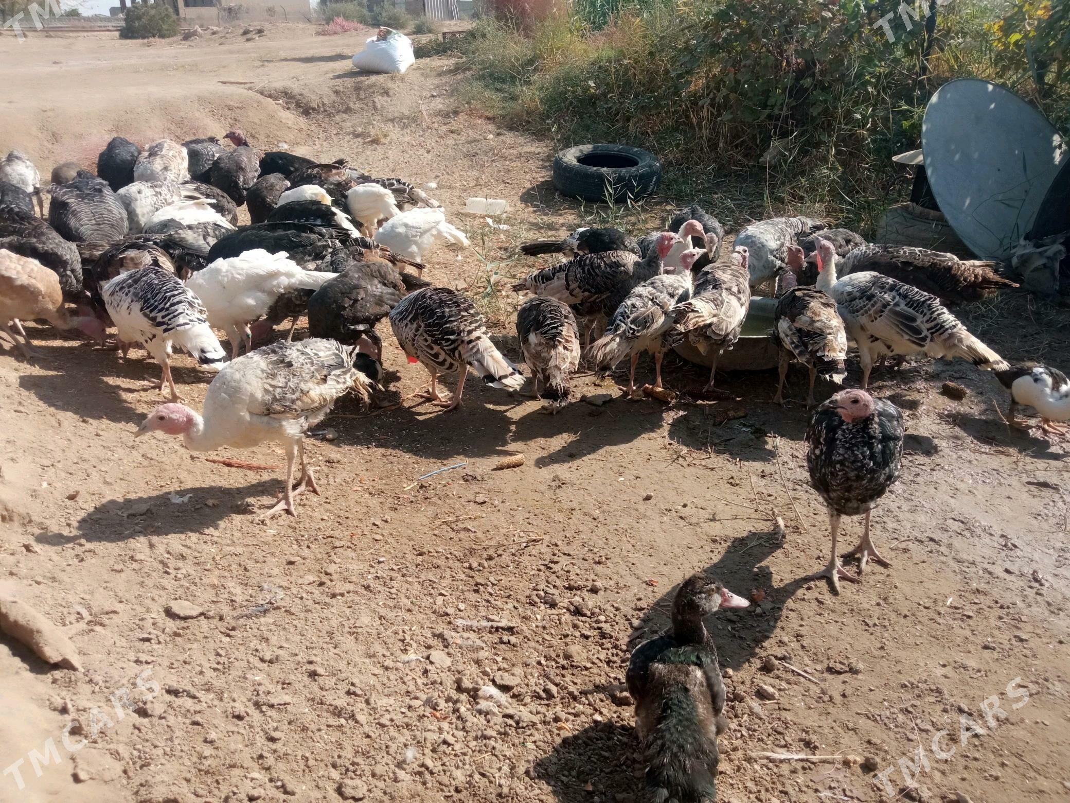 Induklar 6 aylyklaram Ulylaram - Kerki - img 4