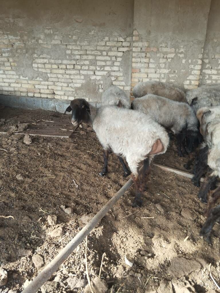 Goyun - Гарадамак Шор - img 3