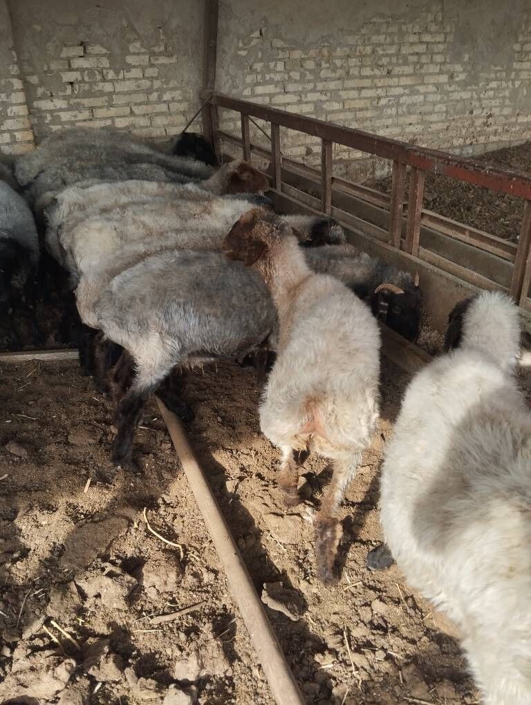 Goyun - Гарадамак Шор - img 2