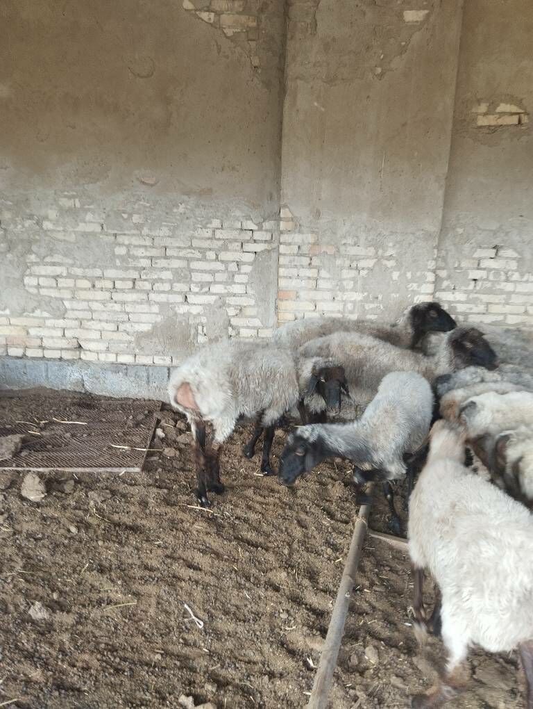 Goyun - Гарадамак Шор - img 4