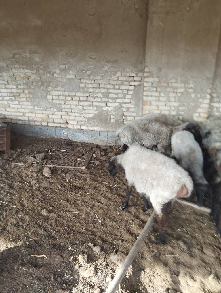 Goyun - Гарадамак Шор - img 5