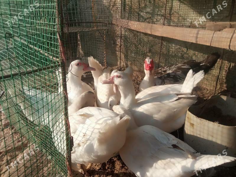 Ordek ses siz indeutka - Kerki - img 3