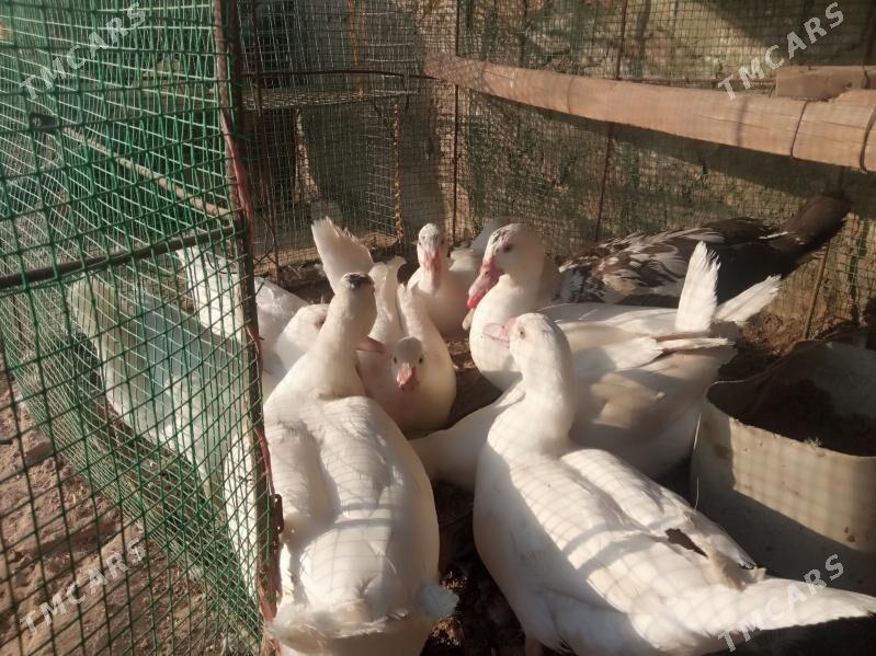 Ordek ses siz indeutka - Kerki - img 2