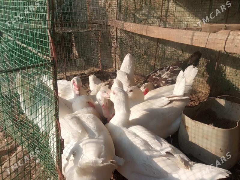 Ordek ses siz indeutka - Kerki - img 1