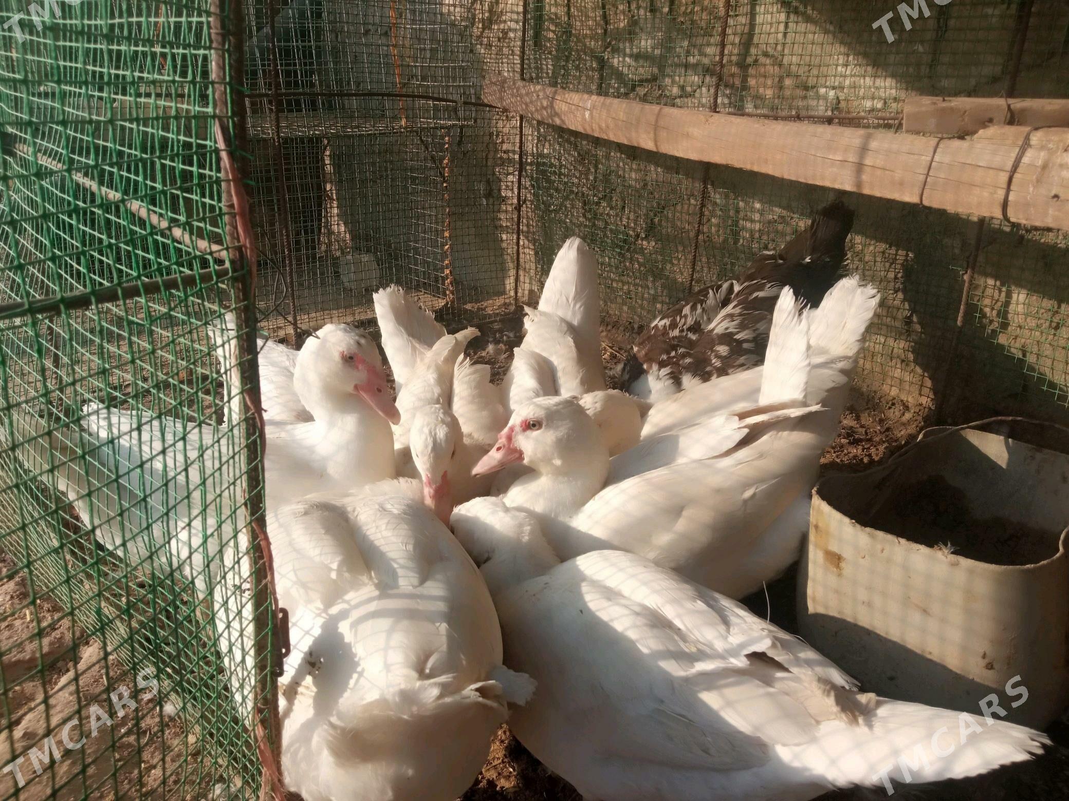 Ordek ses siz indeutka - Kerki - img 5