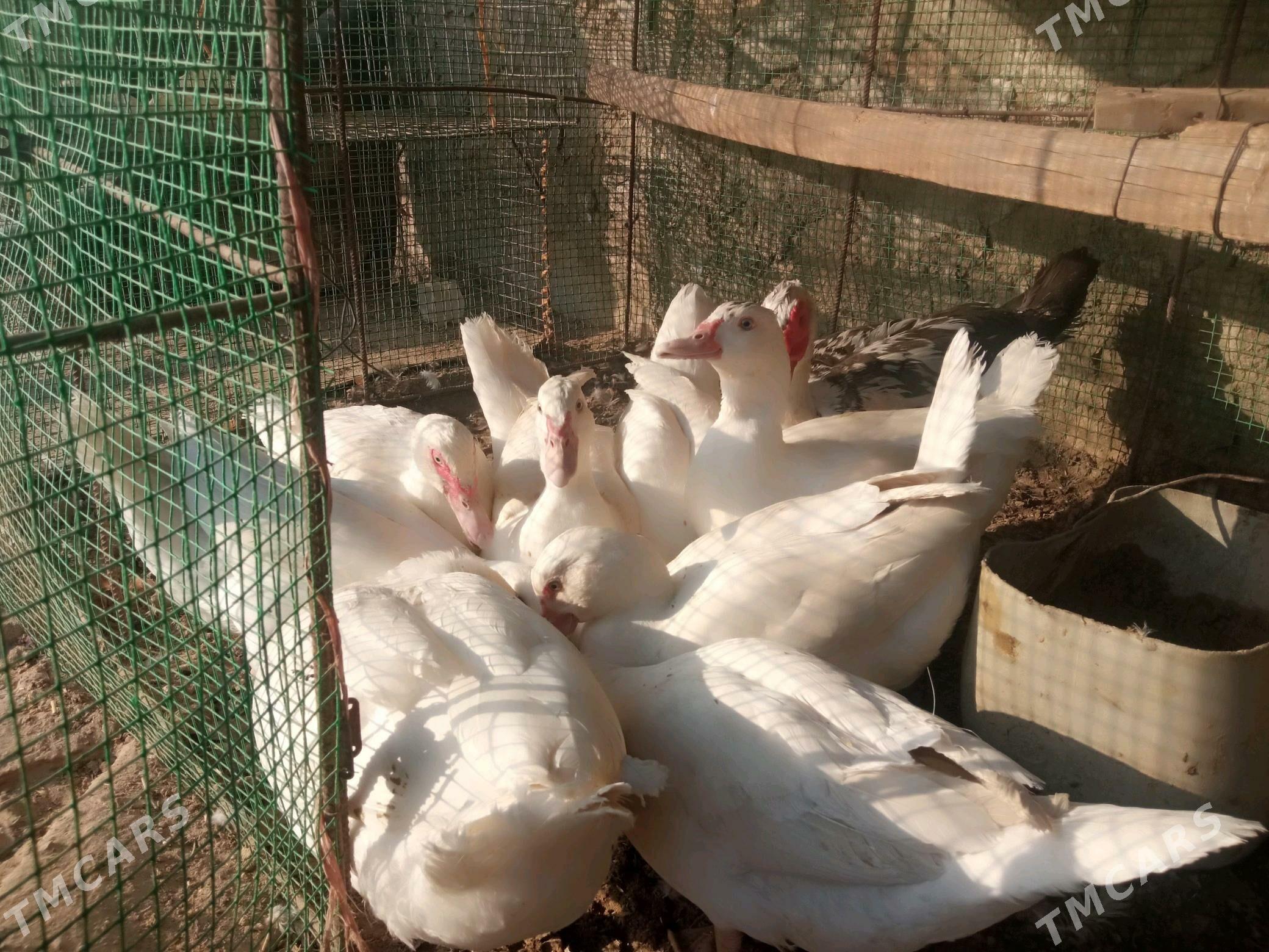 Ordek ses siz indeutka - Kerki - img 4