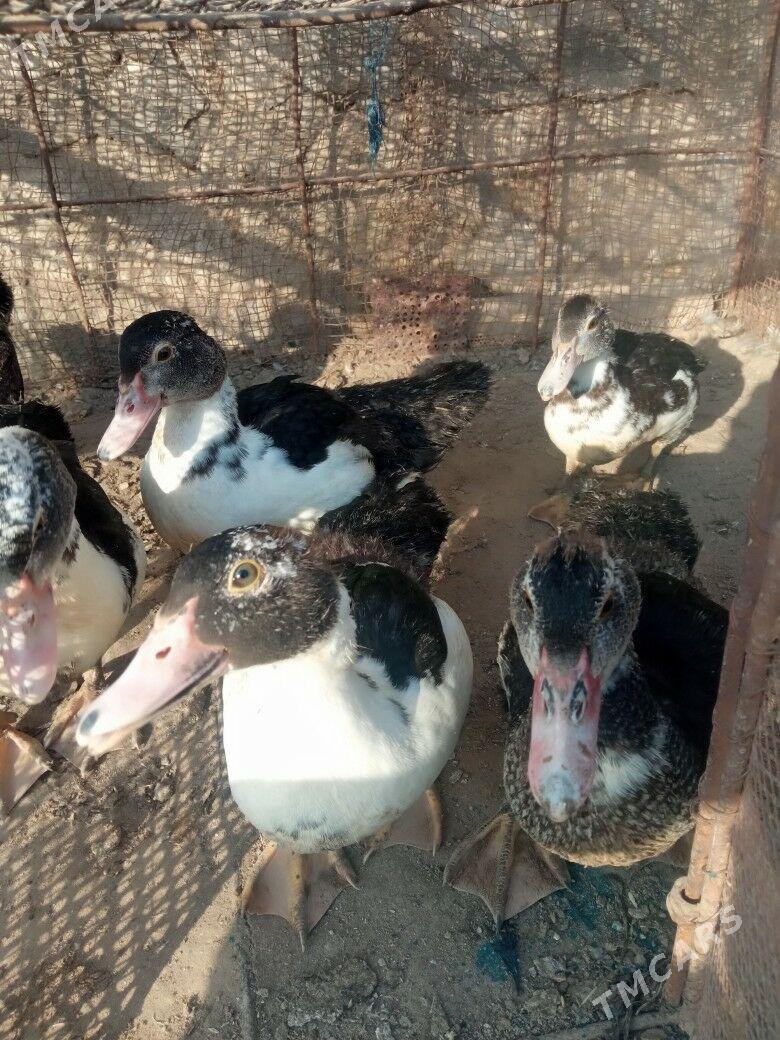 Ordek juje - Керки - img 2