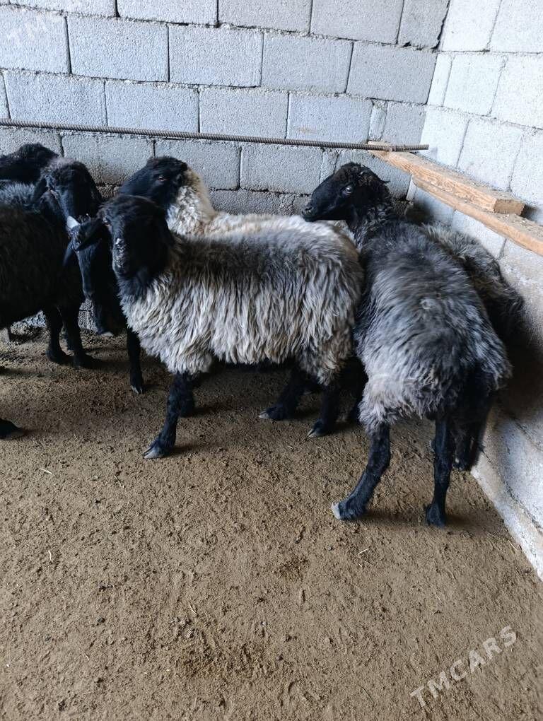 goyun - Herrikgala - img 1