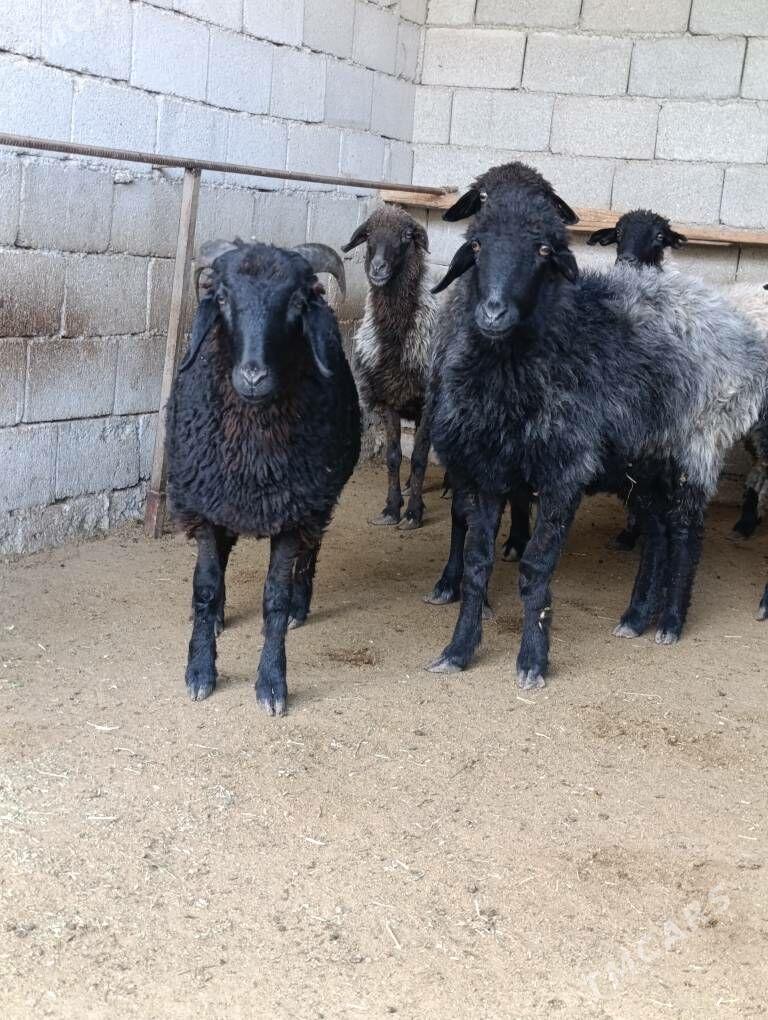 goyun - Herrikgala - img 2