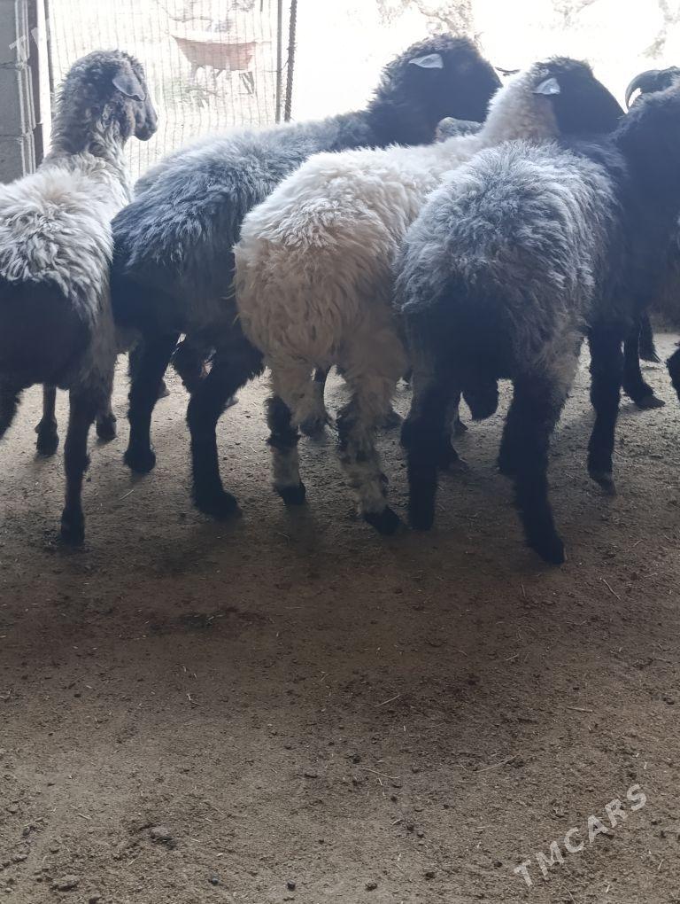 goyun - Herrikgala - img 3