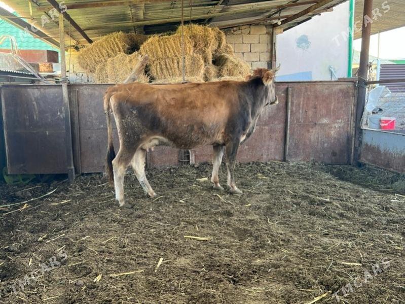 Gysyr bakylan sygyr - Ашхабад - img 2