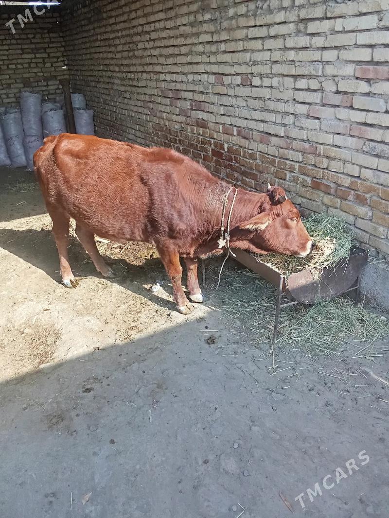 Sygyr - Ak bugdaý etraby - img 6