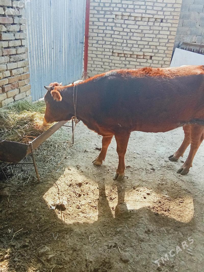 Sygyr - Ak bugdaý etraby - img 3