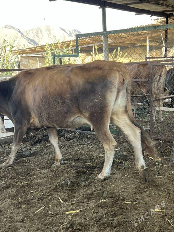 Gysyr bakylan sygyr - Ашхабад - img 3