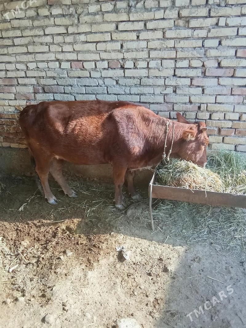 Sygyr - Ak bugdaý etraby - img 1