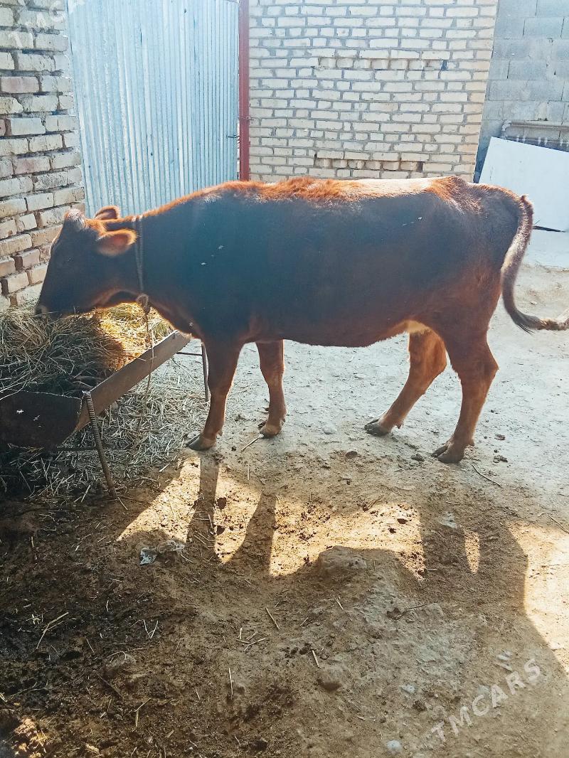 Sygyr - Ak bugdaý etraby - img 5