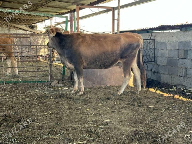 Gysyr bakylan sygyr - Ашхабад - img 1