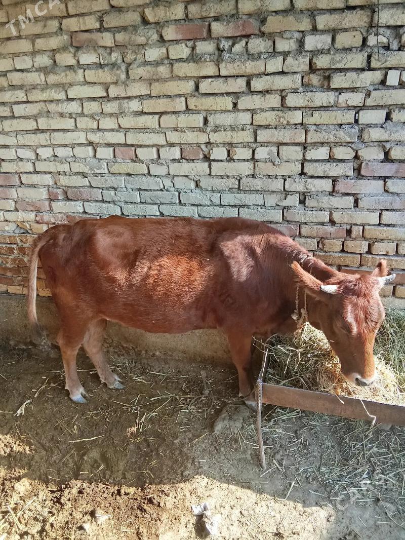 Sygyr - Ak bugdaý etraby - img 2