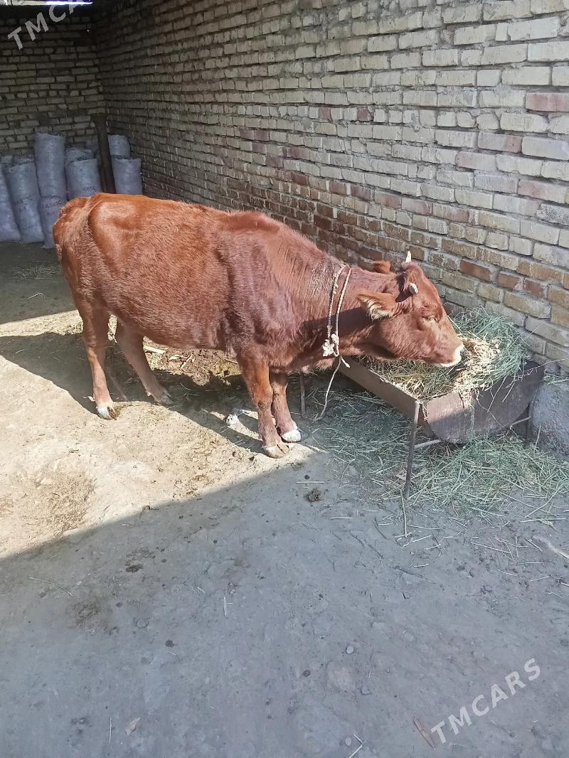 Sygyr - Ak bugdaý etraby - img 4