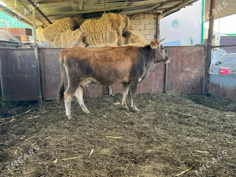 Gysyr bakylan sygyr - Ашхабад - img 4