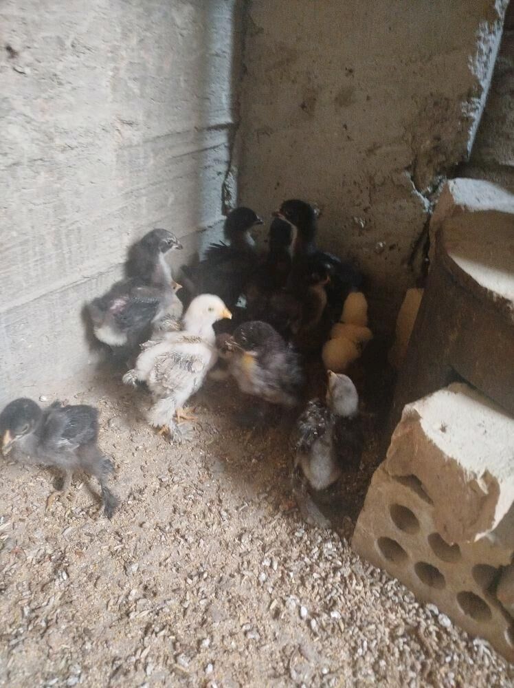 Ýumurtga byrama - Gumdag - img 5