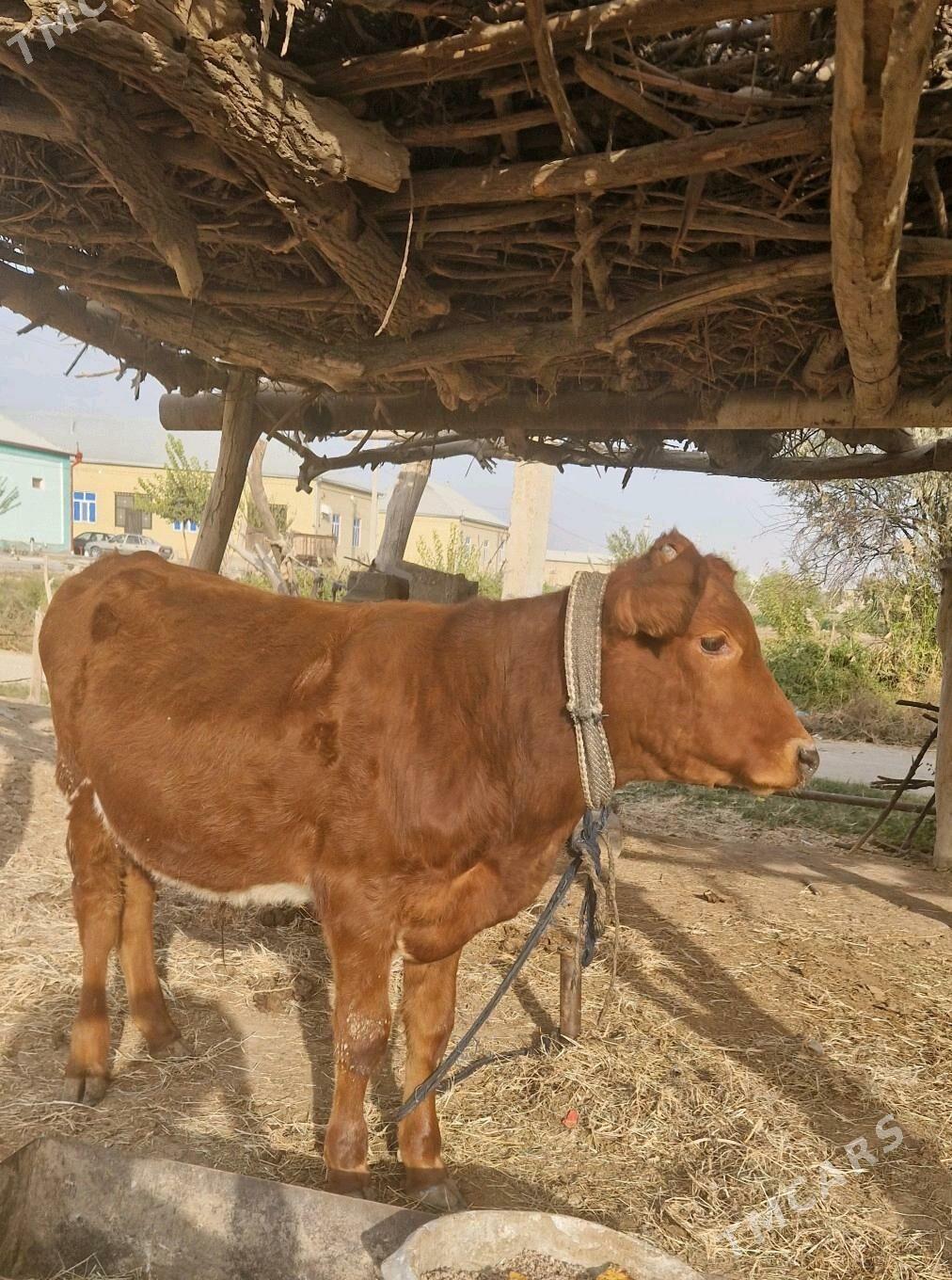 ÖKIZ - Векильбазар - img 1