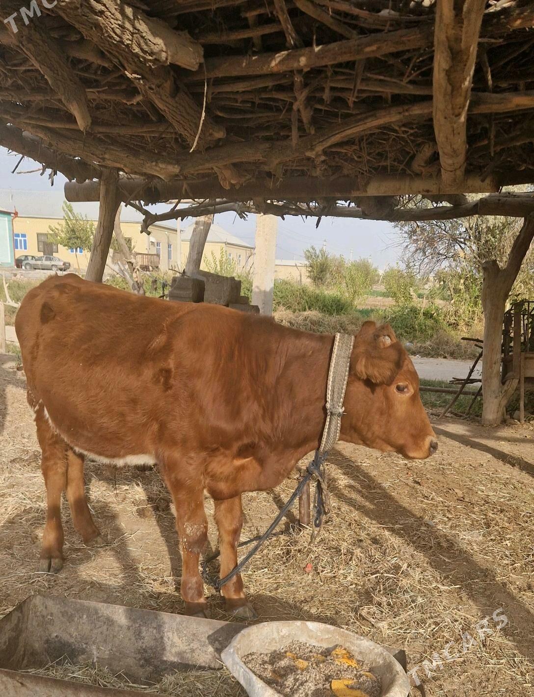 ÖKIZ - Векильбазар - img 2