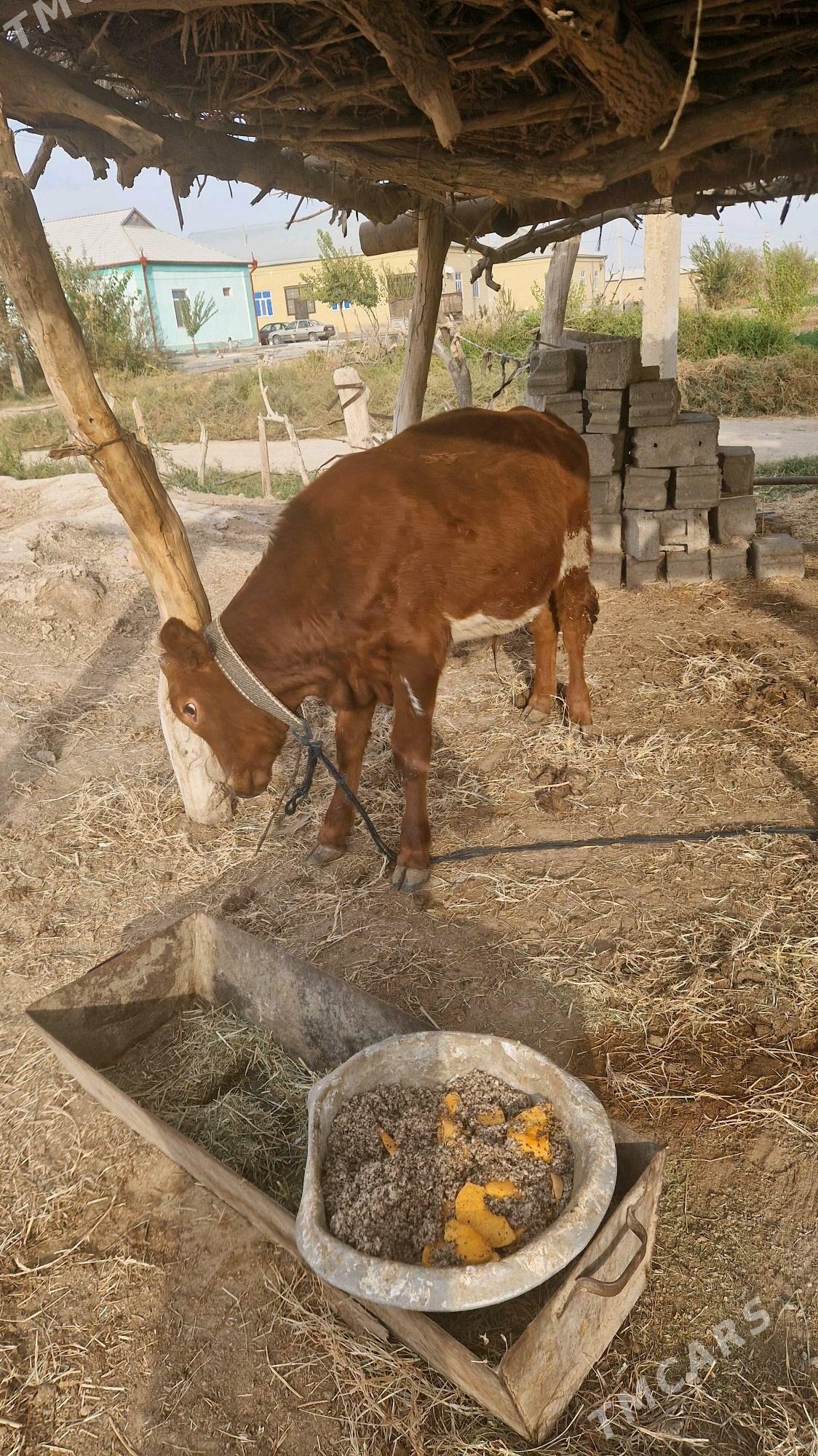 ÖKIZ - Векильбазар - img 7