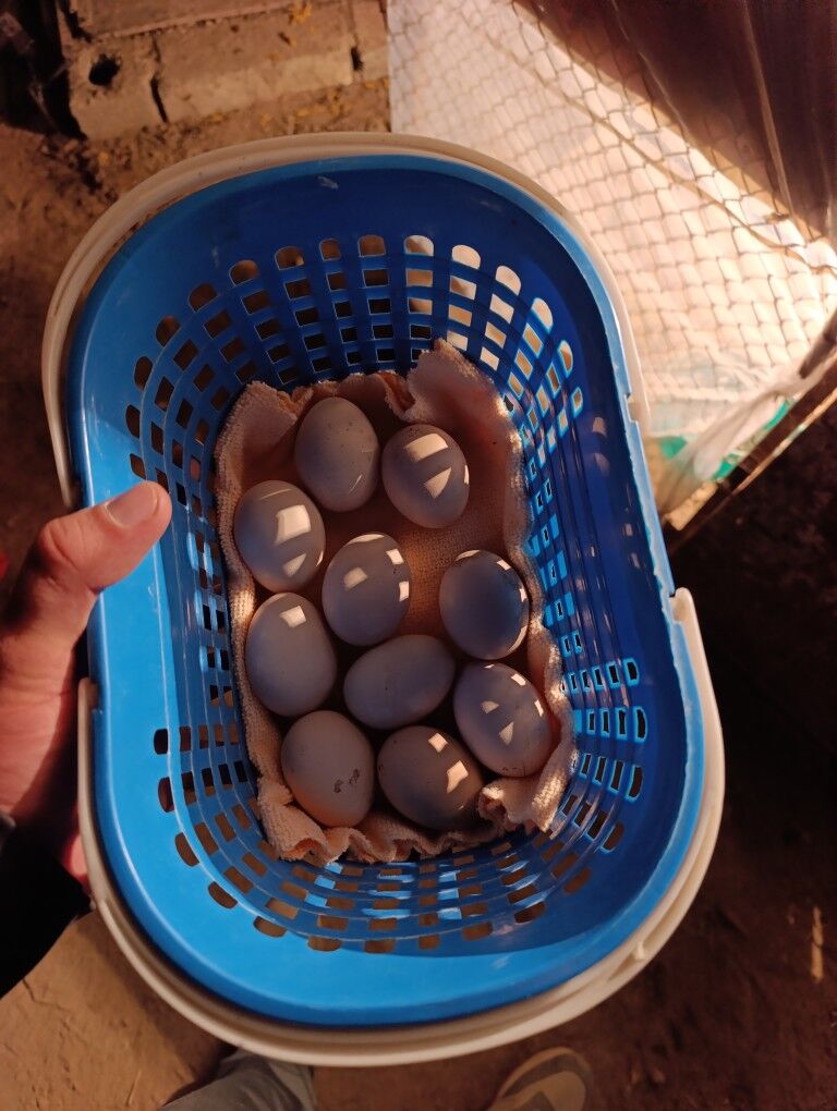 taskent tasgent towuk yumurt - Aşgabat - img 10