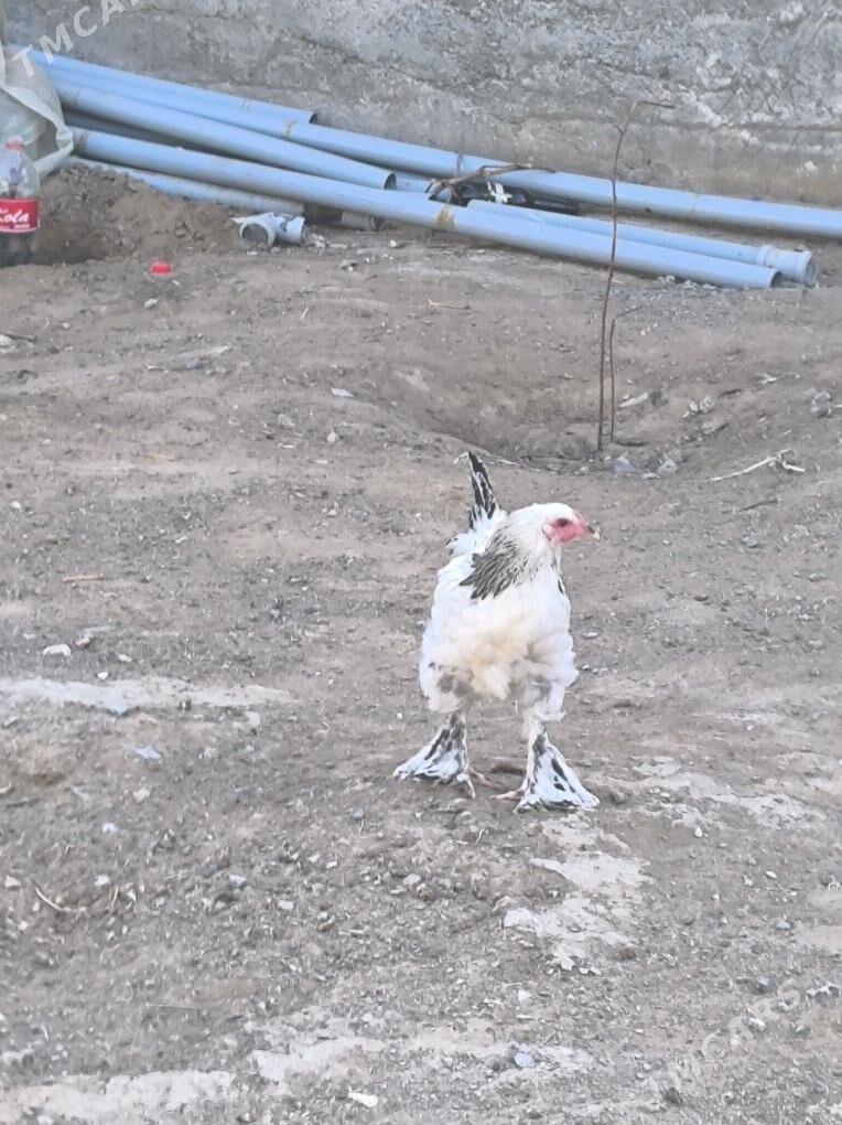 brama jujo - Анев - img 1