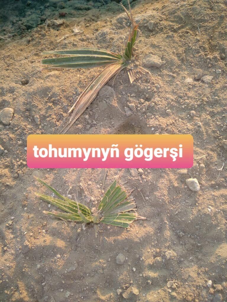 palma tohumy - Etrek - img 3