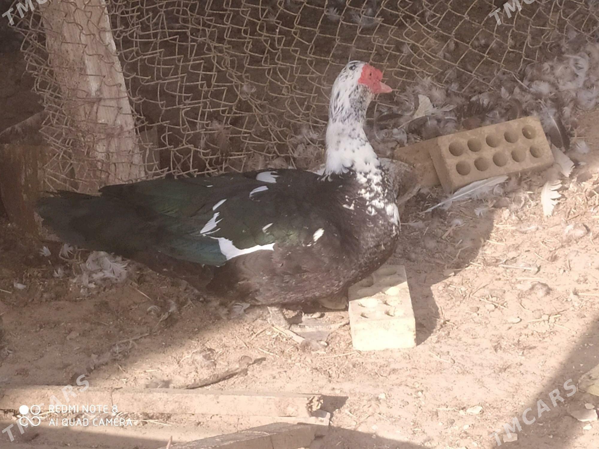 indautga horaz - Baýramaly - img 1