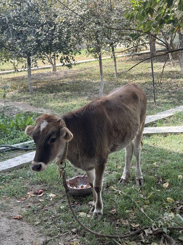 satlyk gole - Анев - img 1