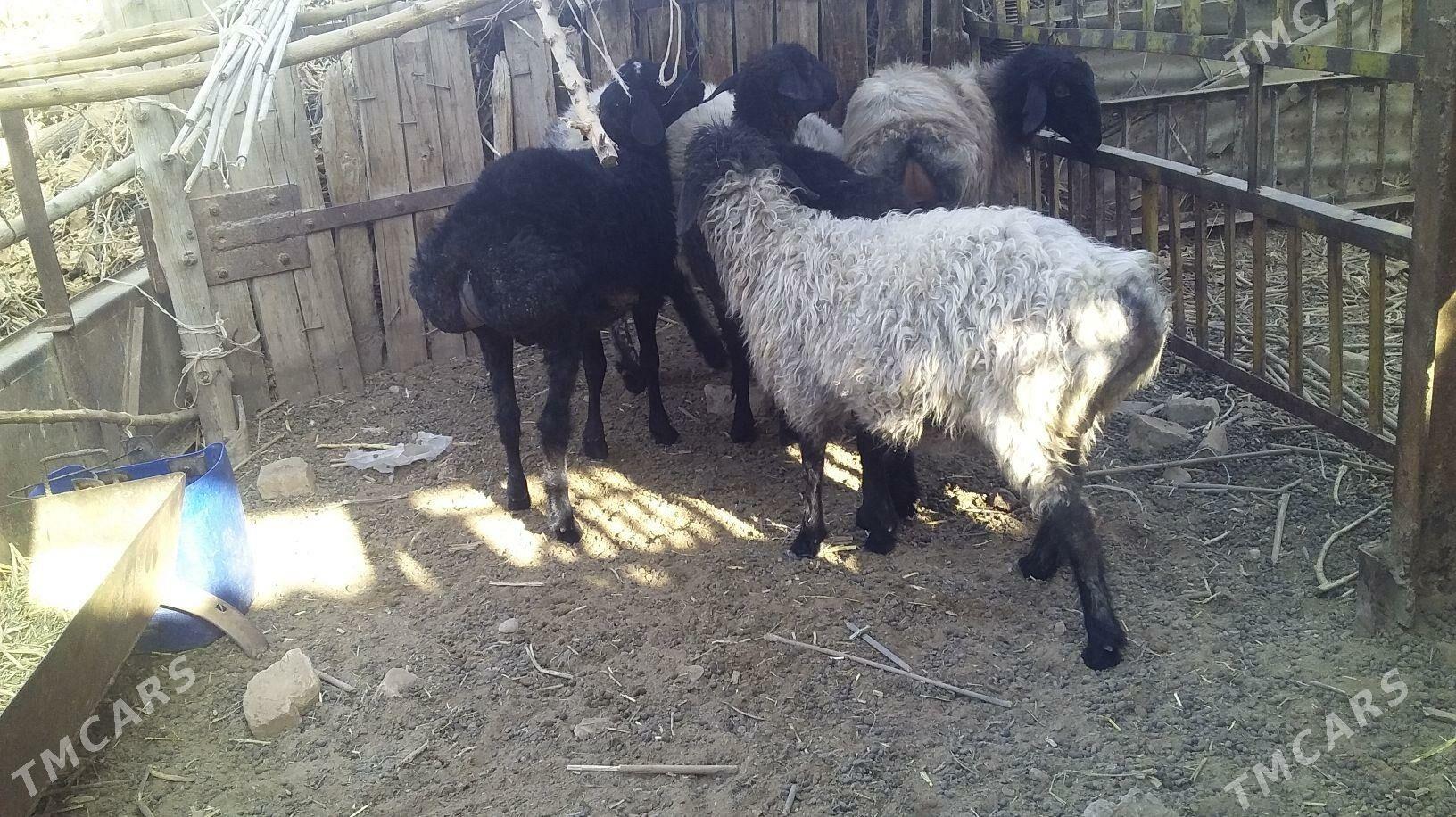 tokly isjek - Babadaýhan - img 1