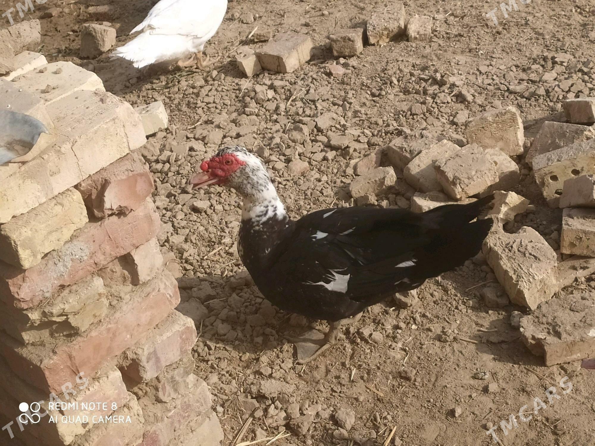 indautga horaz - Baýramaly - img 3