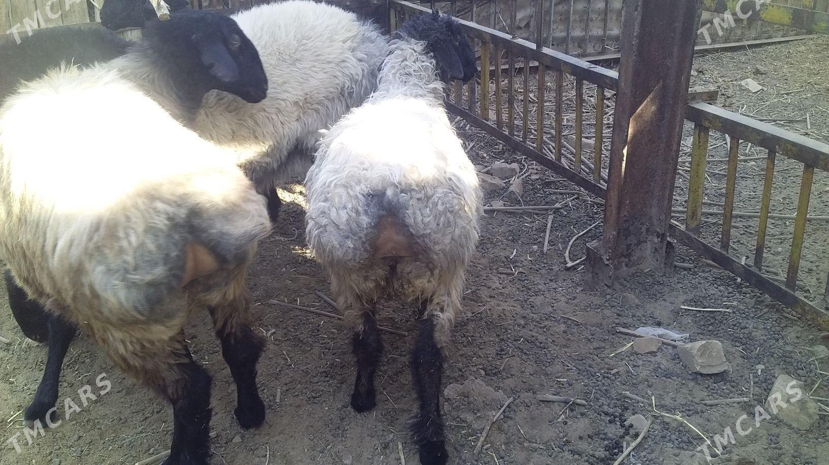 tokly isjek - Babadaýhan - img 2